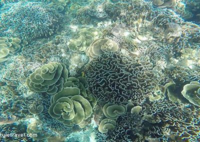 ประการังสมอง ประการังผักกาดของฝั่งพม่า ขึ้นหนาแน่น