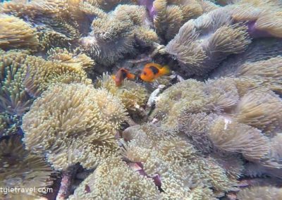 ประการังดอกไม้ กับปลานีโมปื้นดำ